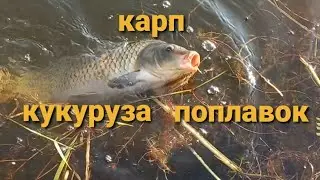 Карп Кукуруза Поплавок