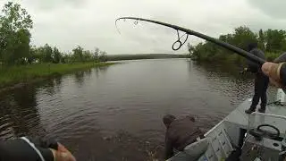 Дождик, Щука, Весело!