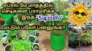 கோடைகாலத்தில் மாடி தோட்டத்தை பராமரிக்க