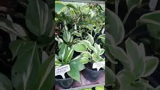 ХОСТЫ.сорта хост. 