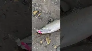 Блесна с октопусом и Кижуч 