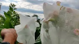 Скрещивание двух сортов
