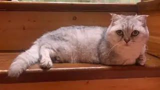 Рум-тур дома, что взяла из ухода….