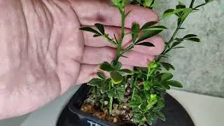 Трифолиата из семян