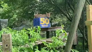 Santana Serval enjoys Enrichment