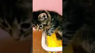 Сибирский котёнок