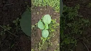 Неожиданно выжившая капуста!