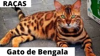 Conheça melhor a raça dos gatos de bengala 😺🤗😺😍🥰