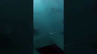 Diver Surrounded By Manta Rays! 😲