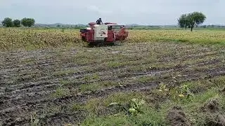 Sunflower Harvesting || LOVOL RG 108 Plus || Doctor for all Grains