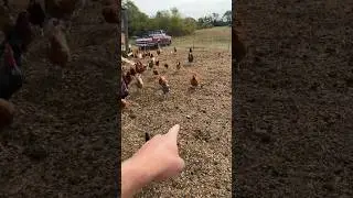 Garden Bed Prep Using Our Hens! 🌱🐓