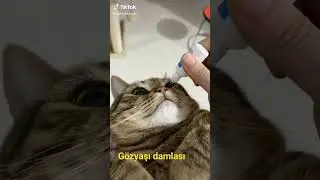 komik serseri kedi-2-#shorts #komikkedivideoları #catsfunnyvideos