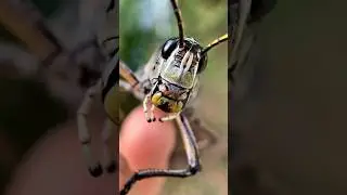 Yellow & Black Adult Eastern Lubber Grasshopper