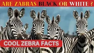 True Story About Zebra Stripes | Zebra Facts in 4k Ultra HD | Nature's Sweet Tales.