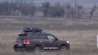 1109 (32) Английский Пойнтер Эрик Стафёров И