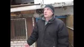 Голуби Черные белохвостые