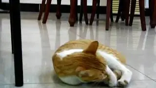 自來貓舔自己尾巴