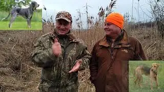 Самая лучшая собака для городского охотника.