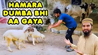 HAMARA DUMBA AA GAYA 😍 Kya Apko Bhi Kabhi Dumbay Ne Takkar Maari Hai? 😂 Cattle Market Karachi