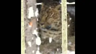 Леопард Хасан наблюдает из укрытия🐆🐾 ПАРК ЗЕМЛЯ ПРАЙДА❄