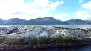 Zeeleeuwen in het Beagle Channel