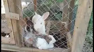 JOEY/FAMILIESMINIADVENTURES