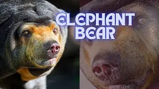 Amazing Facts About The Elephant Bear