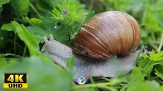 Nature's Harmony -  Relaxing Gardens (4K Video)