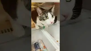 Cats where they aren’t supposed to be, part 3 😂 #shorts #cat #cats #catshorts #catlover
