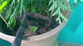 Выращивание туи на балконе