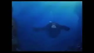 #amazonanimals #shorts