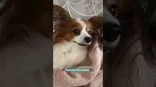 #папийон #лакшерифаворит