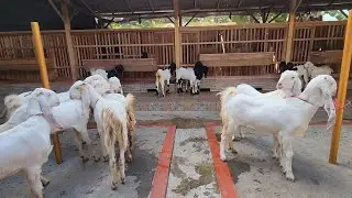 LIVE PENGIRIMAN 17 EKOR KAMBING ETAWA SELURUH JAWA