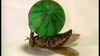 Flies