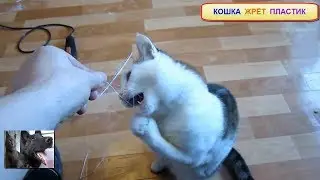 Кошка жрёт пластик! Ну очень странное животное!