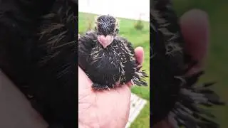 Узбекские Голуби Юры в Германии