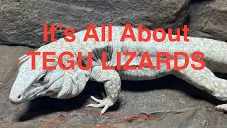 Tegu Time! All The Tegu Information we can Muster!