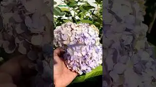 ЭТА ГОРТЕНЗИЯ КРУПНОЛИСТНАЯ ХОРОШО ЗИМУЕТ ПОД ЛЕГКИМ УКРЫТИЕМ И ЦВЕТЕТ ВСЕ ЛЕТО