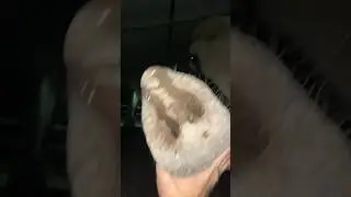 Ночь со слонами
