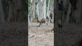 Kangaroo #kangaroo #australia #wildlife #kangaroos #nature  #australianwildlife #wildlifephotography