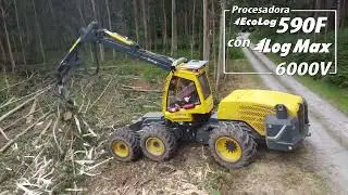 Log Max 6000V in eucalyptus on Eco Log 590F