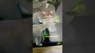 тут что то не так #travel #animals