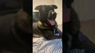Sometimes you just have to!🤪🤪🤪 #doglover #germanshepherd #cutedog #funny #funnydogs #cute #haha