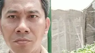 Kebunku.. Lagi Panas Panasnya..