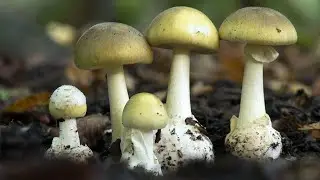 Amanita phalloides: How to identify a deadly mushroom
