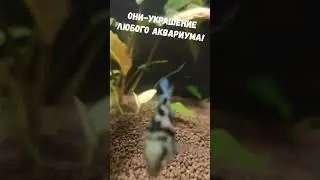 ОНИ - УКРАШЕНИЕ ЛЮБОГО АКВАРИУМА 👍🐟  #аквариум #shorts  #videoshort  #побугайчики