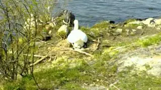 Swan laying eggs @ Vltava