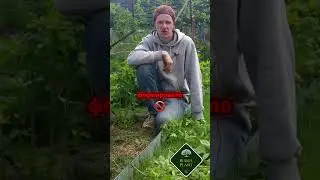 Устали бороться с порослью малины? Узнайте секреты правильного ухода!