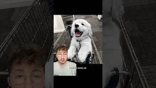 World’s First Silver Retriever