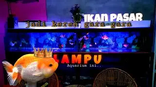 LAMPU AQUARIUM RECOMENDED UNTUK KALIAN - LAMPU LED - IKAN MAS KOKI JADI KEREN